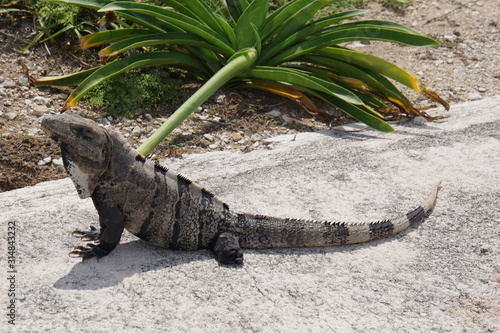 Iguana captured in Punta Sur  Isla Mujeres  Mexico