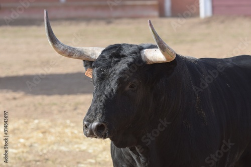 bull in field