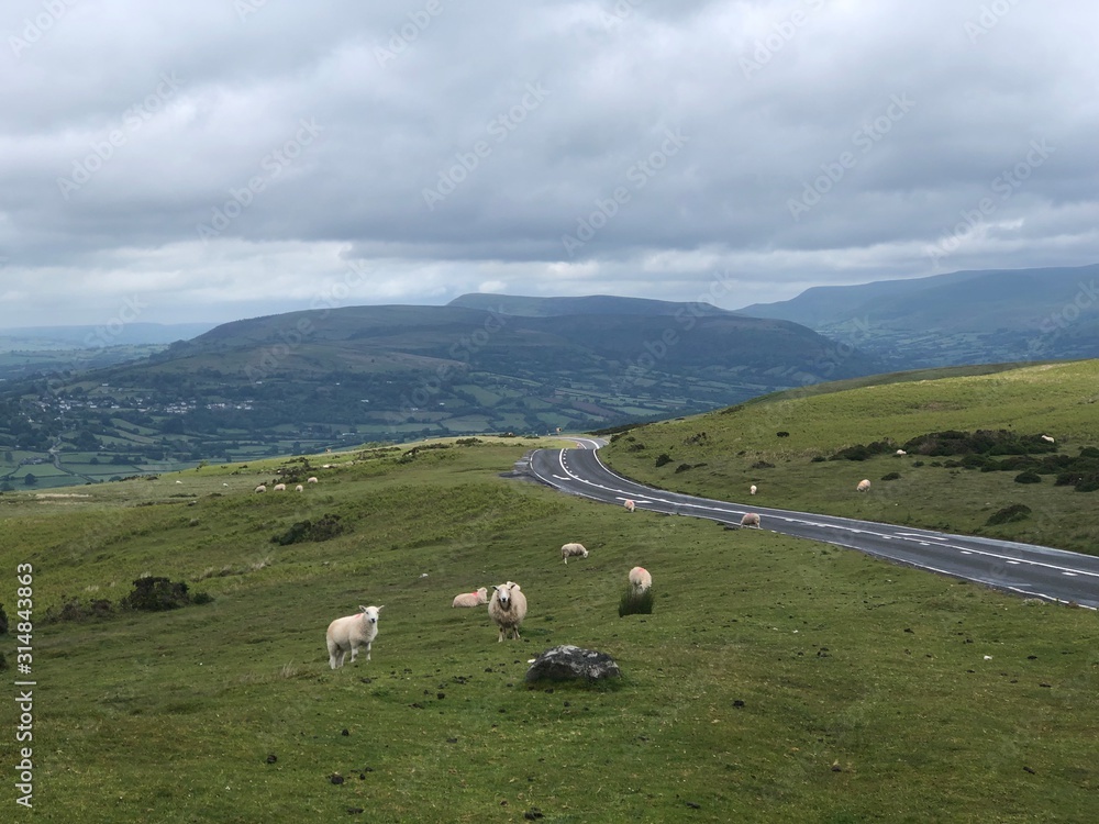 Sheep in hills of England and Wales in the summertime.UK