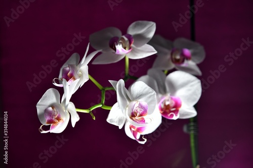 White orchid with purple center on the dark background
