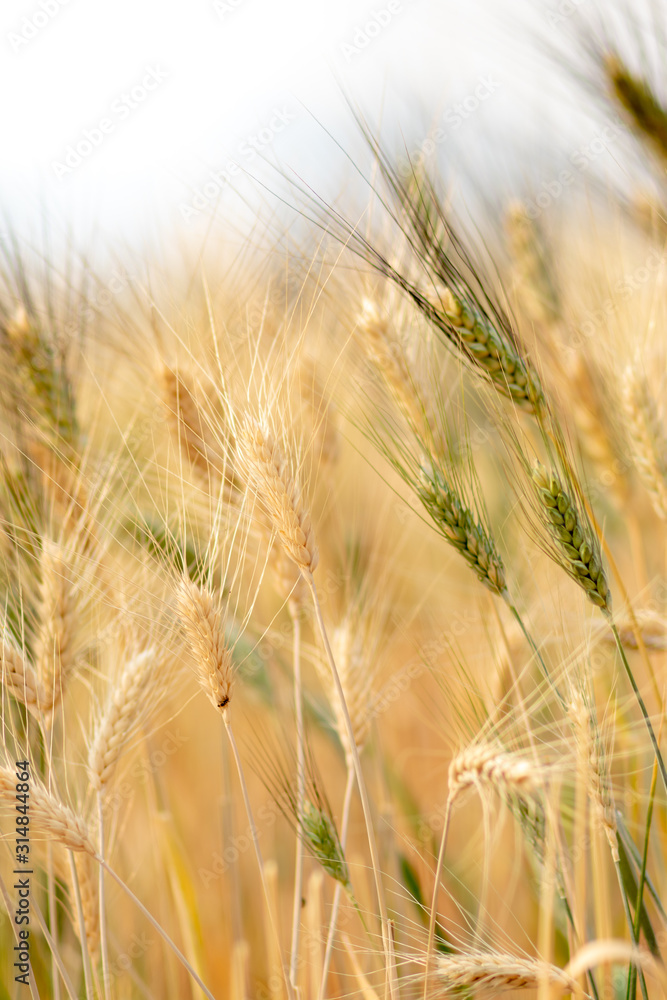 Wheat crop field. Ears of golden wheat close up. Ripening ears of wheat field background. Rich harvest Concept. Wheat crop field. Ears of golden wheat close up. Ripening ears of wheat field background. Rich harvest Concept.
