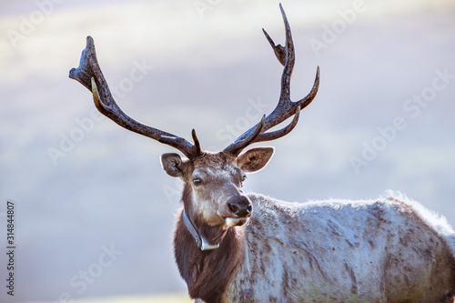 Close up of male Tule elk (Cervus canadensis nannodes) wearing a GPS tracker; Point Reyes National Seashore, Pacific Ocean shoreline, California; Tule elk are endemic to California