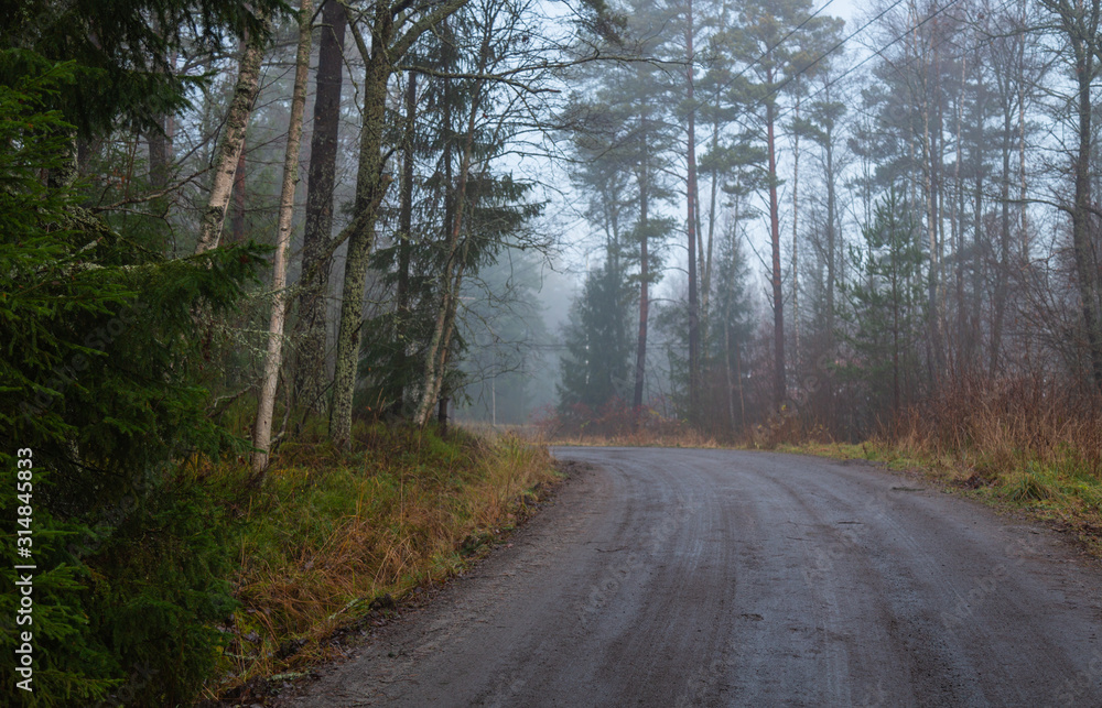 Fototapeta premium Foggy road in the forest 