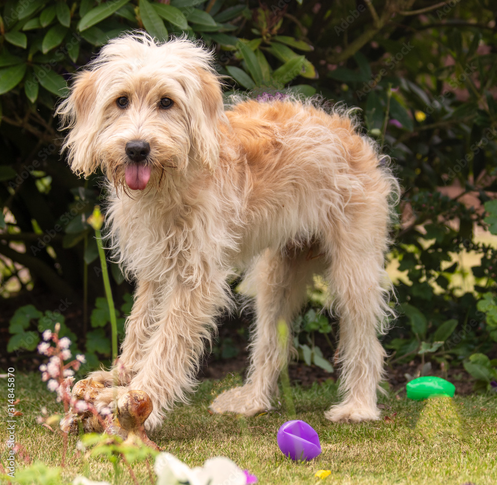 Photos of cockapoo pet dog