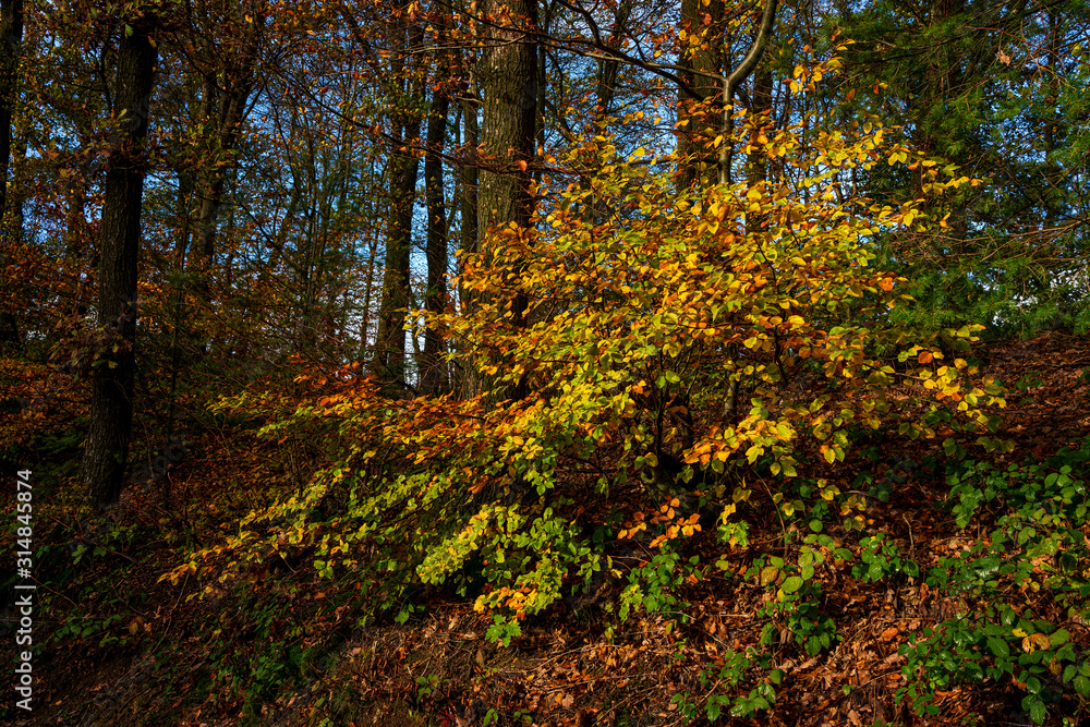 Fototapeta premium Natural forest in autumn, Eifel National Park.
