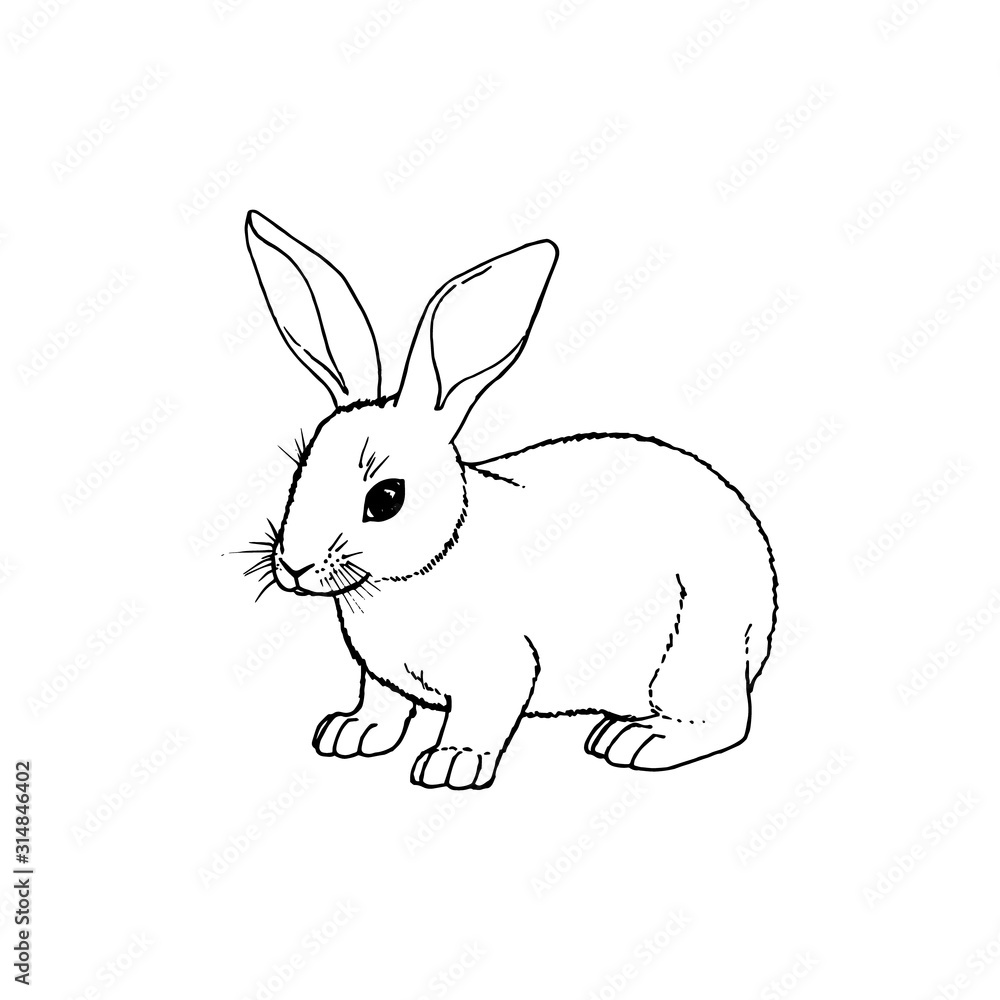 Obraz premium Hand drawn rabbit. Vector black white sketch.