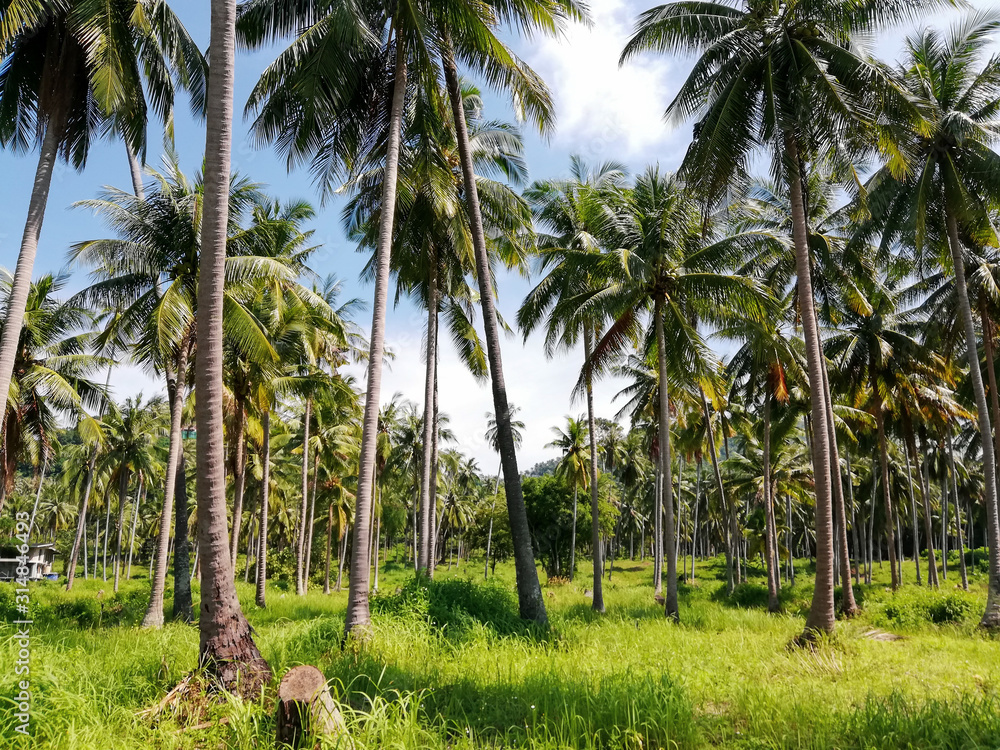 palm trees palm trees