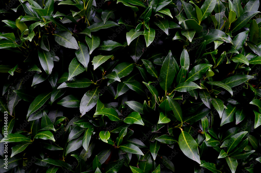 Obraz premium Kirschloorbeerhecke