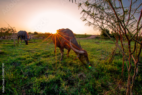 The blurred abstract background of the evening light and the buffalo eating animals along the rice fields, the wind blows cool during the day. © bangprik