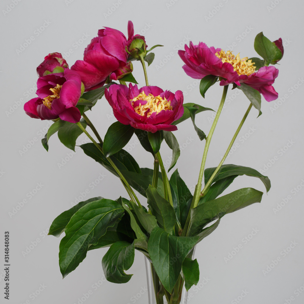 Bouquet of bright pink peonies isolated on a gray background.