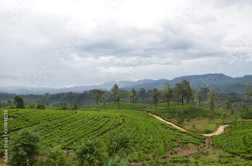 Local Ceylon Tea plantation at Nuwara Eliya  Sri lanka.