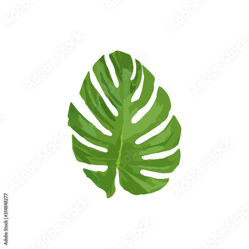 Isolated tropical leaf vector illustration on white background. Green tropic leaf in vector