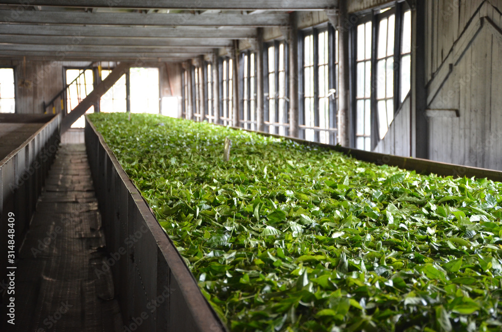 Ταπετσαρία Tea leaves withering process in tea factory in Sri Lanka.