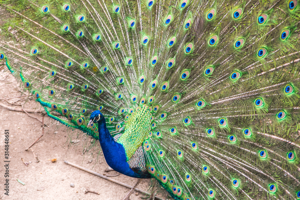 Obraz premium Feathers and eyes