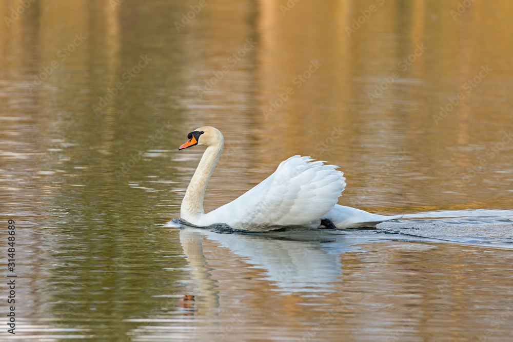 Fototapeta premium The mute swan (Cygnus olor) is a species of swan and a member of the waterfowl family Anatidae. Mute Swan on water.