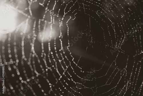 Details of a spider web with small water drops in black and white, light haze, sepia photo, sun rays, lens flare, dark photo © Ronny Rose