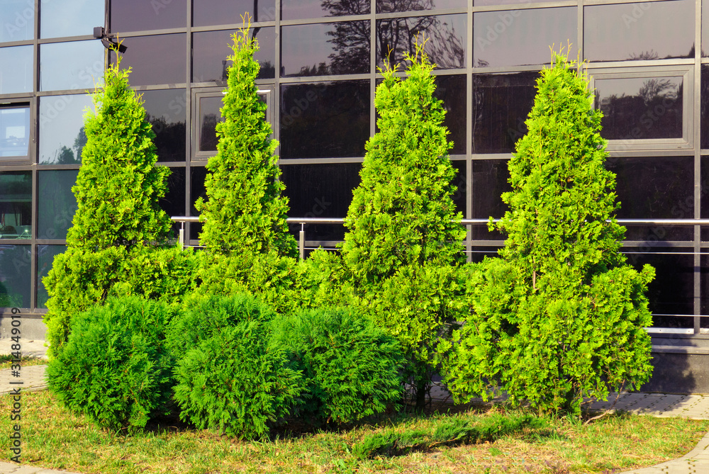  Row of thuja trees. Thuja trees in the city landscape on the background of a lowbuilding. 