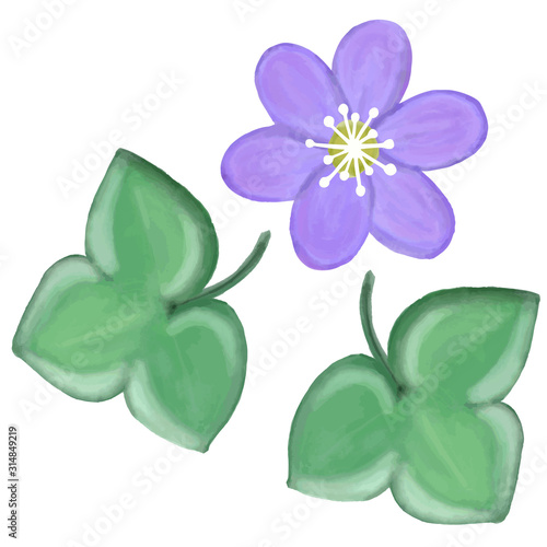Watercolor blue anemone flower, vector