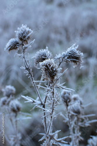 Frosted meadow grass. Winter time. White ice crystals. © faraonvideo