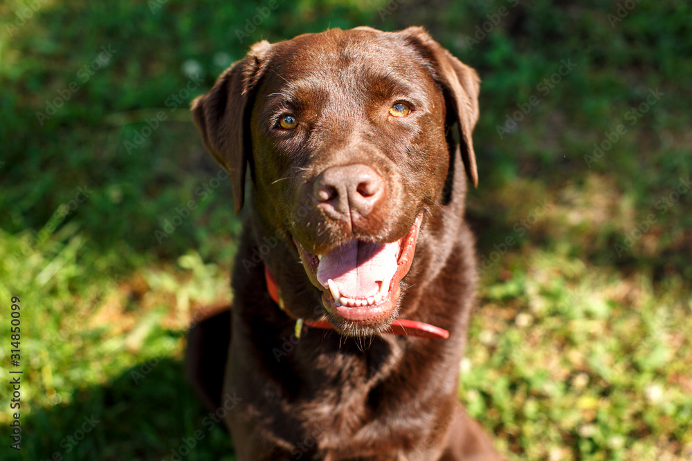 Handsome young chocolate labrador retriever close-up portrait Handsome young chocolate labrador retriever close-up portrait