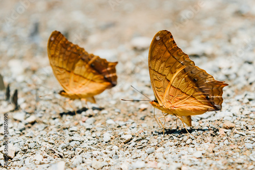 Common Tiger,Danaus genutia,Patterned orange white and black color on butterfly - wing,The butterfly seeking nectar on flower in the field with natural green background,