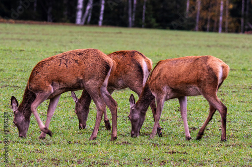  A herd of deer, led by a leader, grazes in tall grass.