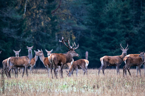 The deer leader protects his herd from rivals. Autumn fall rut deer