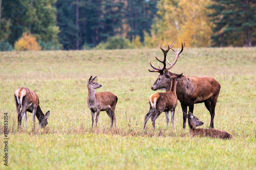 Autumn evening. Handsome deer and his herd graze in a forest meadow © Stanislau Vyrvich