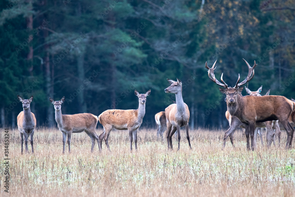 Obraz premium Six young female deer guarded by their leader