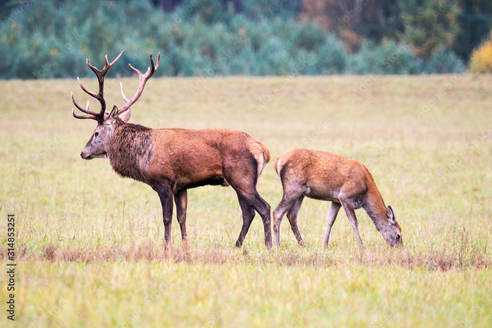 Fototapeta premium Beautiful deer proudly courtes his girlfriend during rutting