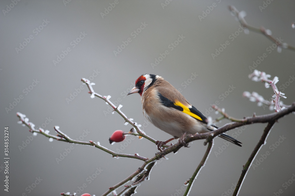 Fototapeta premium Stieglitz