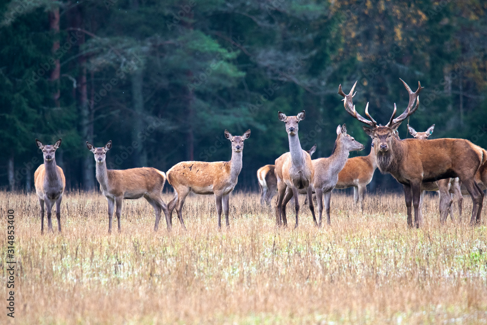 Autumn idyll. A herd of deer led by a leader. Autumn idyll. A herd of deer led by a leader.