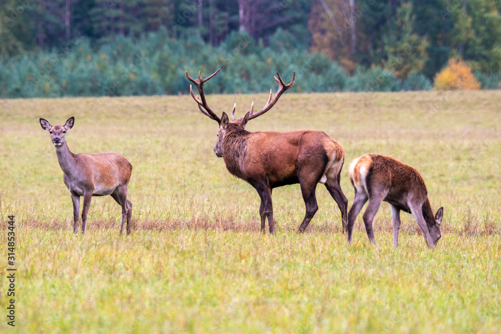 Fototapeta premium Autumn time. A handsome deer and his two girlfriends graze at the forest edge.