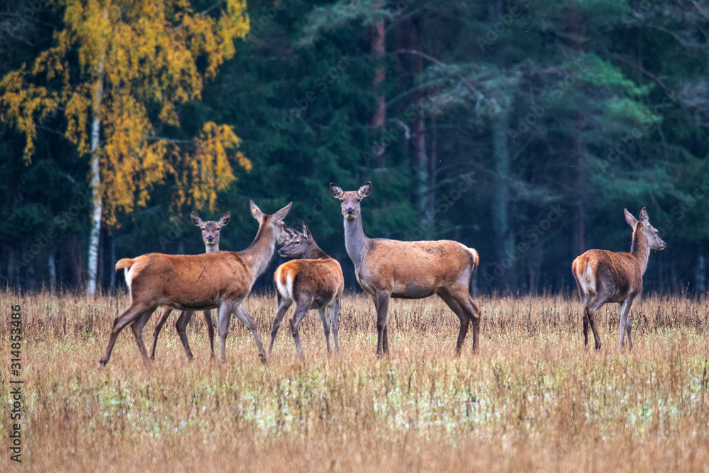 Autumn Five deer girlfriends are walking at the forest edge. Autumn Five deer girlfriends are walking at the forest edge.