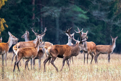 Autumn. A handsome deer and his herd graze at the forest edge.