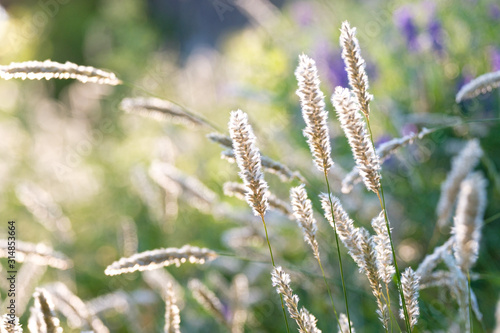 close-up of field grass in daylight