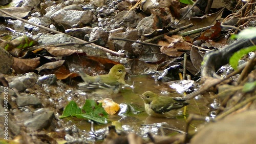 Prothonotary Warbler landing near puddle before going in to wash - HD 24fps photo