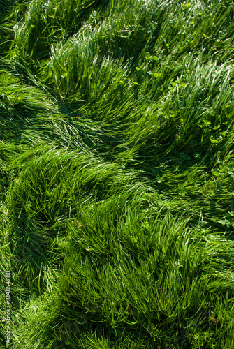 Lush green summer grass full frame background 