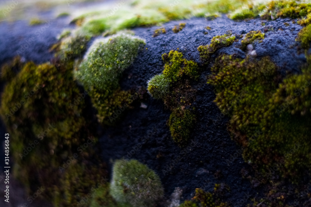 Background or texture of stone and green moss with white spots. Facade of the old building. Plant. Flora. Background or texture of stone and green moss with white spots. Facade of the old building. Plant. Flora.