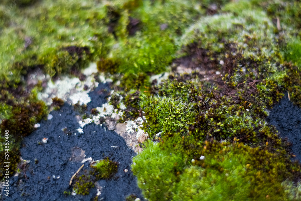 Background or texture of stone and green moss with white spots. Facade of the old building. Plant. Flora. Background or texture of stone and green moss with white spots. Facade of the old building. Plant. Flora.
