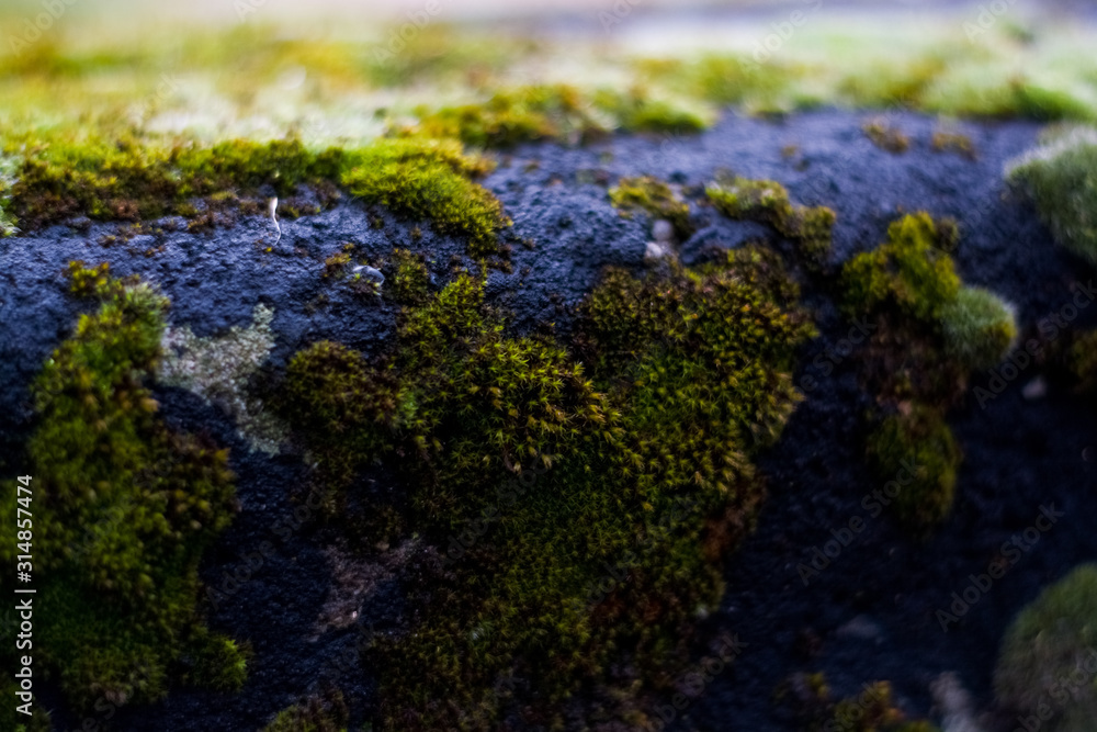 Background or texture of stone and green moss with white spots. Facade of the old building. Plant. Flora. Background or texture of stone and green moss with white spots. Facade of the old building. Plant. Flora.