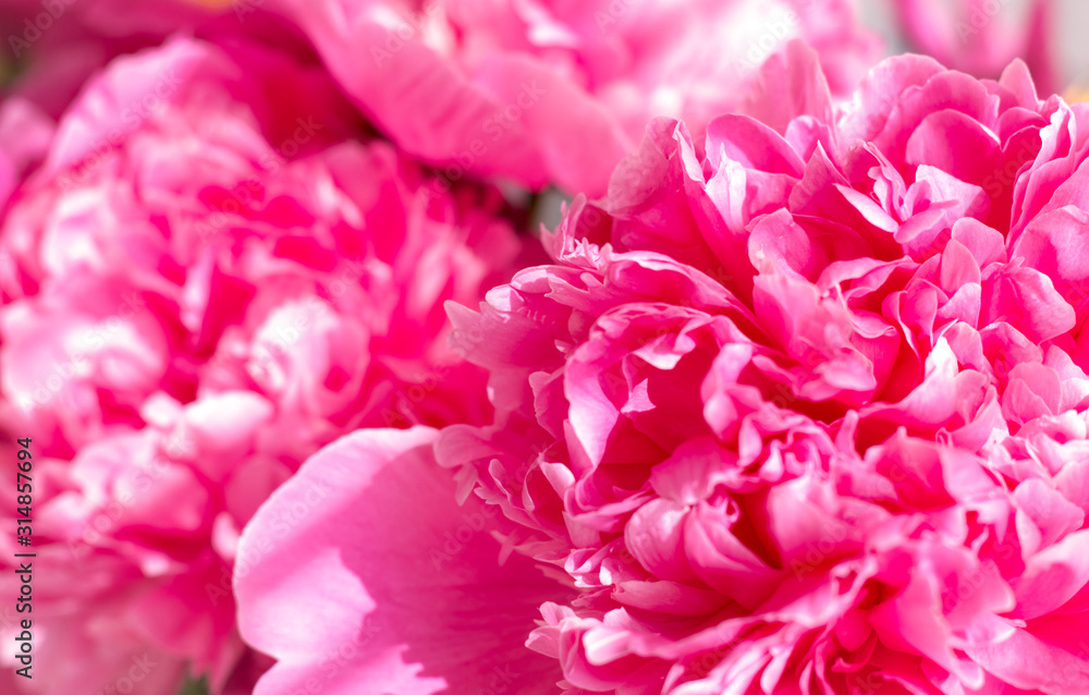 floral theme: pink peonies background, bright natural petals close up
