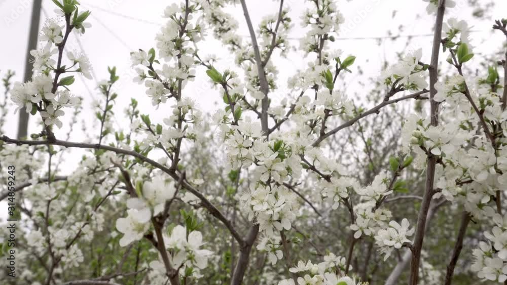 flowering white cherry trees in spring. pollination of flowers flowering white cherry trees in spring. pollination of flowers