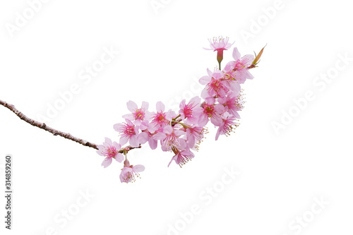 Fotografia Sakura flowers, a bunch of wild Himalayan cherry blossom pink flowers with young leaves budding on tree twig isolated on white background with clipping path