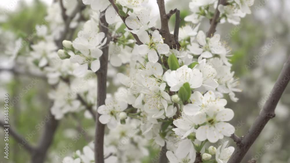 flowering cherry tree branches. White flowers. pollination of plants. spring flowering cherry tree branches. White flowers. pollination of plants. spring