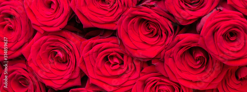 Beautiful Natural red roses background.