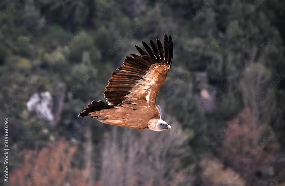 buitre leonado volando en un parque natural buitre leonado volando en un parque natural