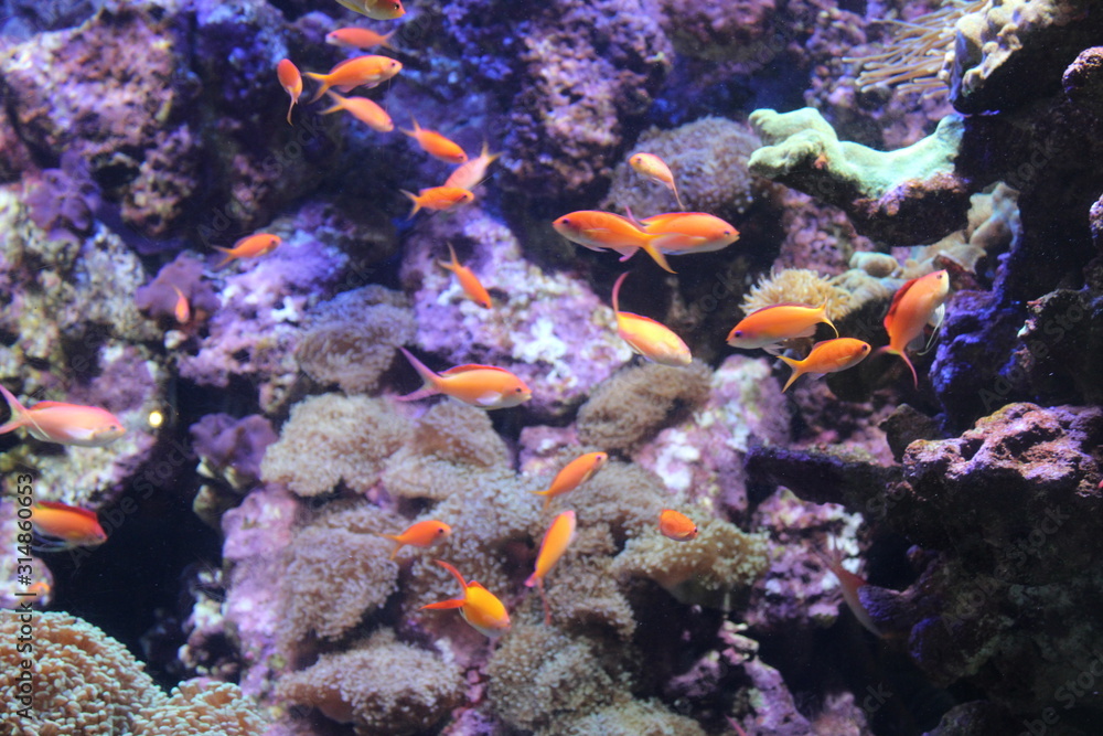 tropical fish in aquarium tropical fish in aquarium