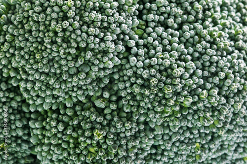 Fresh Broccoli on white background , close up , texture background