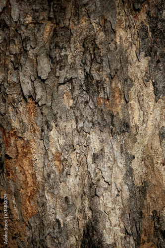 Bark texture background , wallpaper , pattern close up
